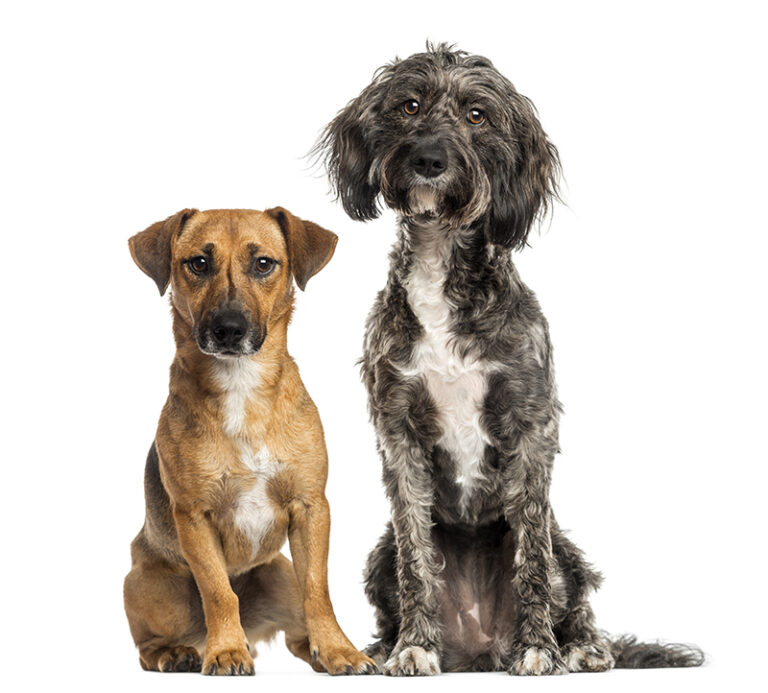 Brittany Briard crossbreed dog and jack russel sitting together, isolated on white